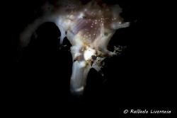 Hippocampus histrix with snoot lighting by Raffaele Livornese 
